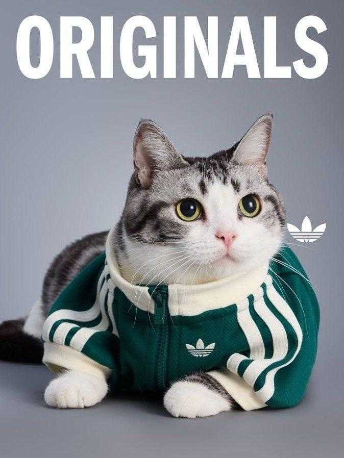 Adidas выпустил коллекцию одежды для собак. Пока вы одевали себя, они одели ваших питомцев - 24.10.25 17:30