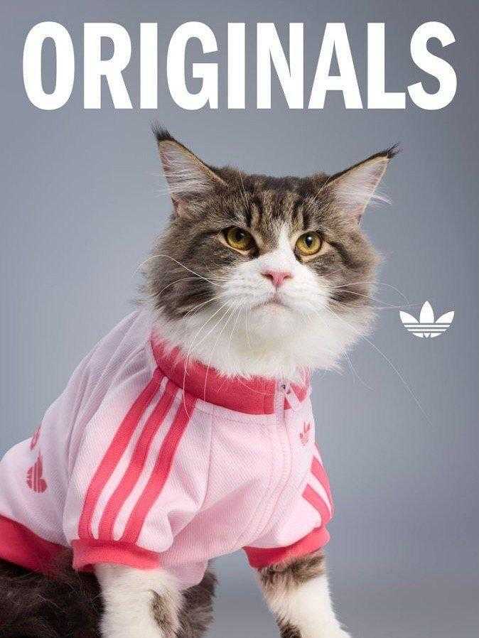 Adidas выпустил коллекцию одежды для собак. Пока вы одевали себя, они одели ваших питомцев - 24.10.25 17:30