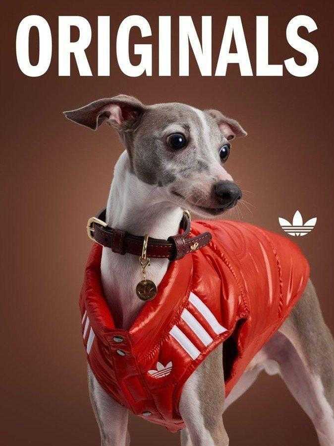 Adidas выпустил коллекцию одежды для собак. Пока вы одевали себя, они одели ваших питомцев - 24.10.25 17:30
